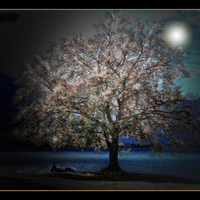 Sleeping under the enchanted tree