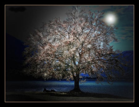 Sleeping under the enchanted tree