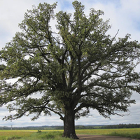 Old Oak Tree