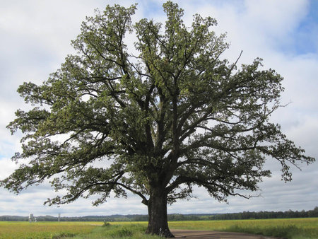 Old Oak Tree - nature, tree, oak, old