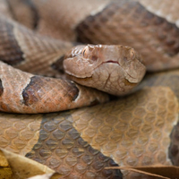 Ozark Copperhead Snake