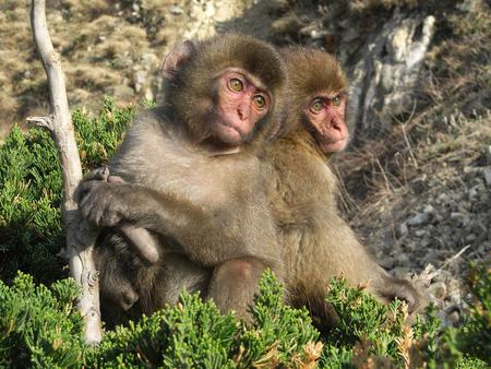 Primates - wild, funny, animals, nature