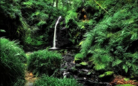 Forest - nature, green, forest, waterfall