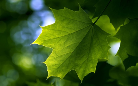 Green Leaf - nature, trees, forests, green, leaf