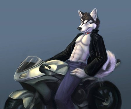 furry - muscle, motorcycle, furry, wolf