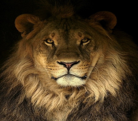 Face of the King - male, mane, lion, gold eyes, power, hunter, strength