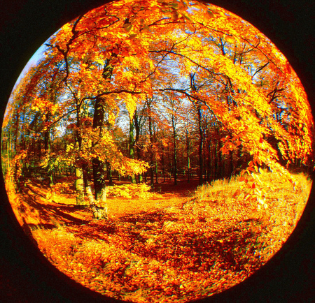 Forest - autumn, forests, places, detail, sesons, nature, leaves, orange, colors