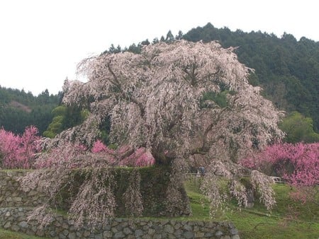 sakura tree - japan, pink, flowers, spring, sakura