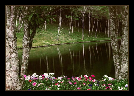 Frame Of The Nature - trees, evening, art photo, beautiful, water, park, flowers