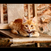 little kitty