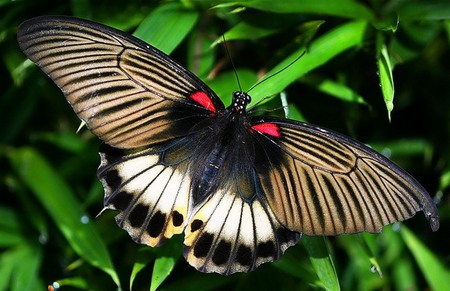 Wonderful butterfly - white, red, butterfly, black