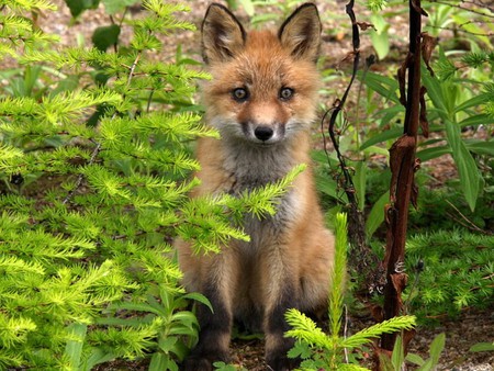 Fox in Plants - plants, picture, cool, fox