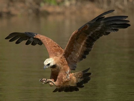 Eagle on Attack - attack, eagle, picture, cool