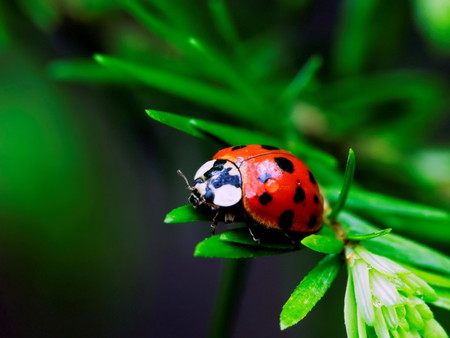 bubamara - red, ladybug, green, bubamara