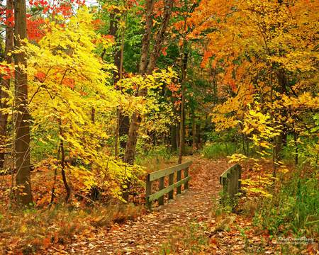 bridge - autumn, yellow, woods, red, bridge