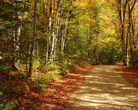 fall - trees, forest, leaves, autumn