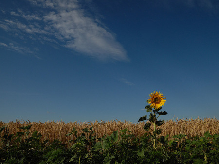 The Last Autumn Flower - alone, autumn, art photo, beautiful, field, sunnflower