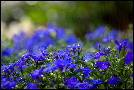 wild flowers - beautiful, art photo, lilac, field, wild flowers