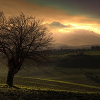 Tree and the Mountain