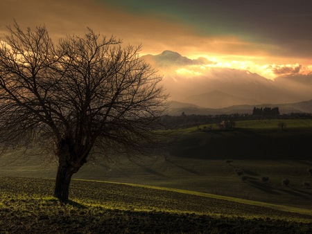 Tree and the Mountain