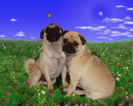 Pugs3 - butterfly, animals, dog, dogs, flowers, pugs