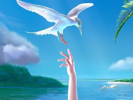 White Bird on hand - birds-blue-animals-sky-white-sea