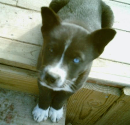 Puppy love - husky, adorable, cutie pie