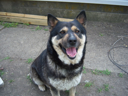 Digger - faithful, fearless, smart, husky