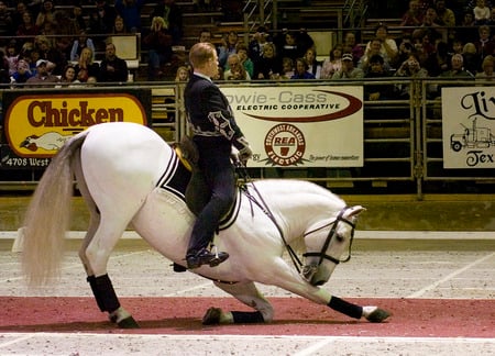 Lippizaner  - dressage, horses, lippizaner, vienna, lippizan, austria, animals