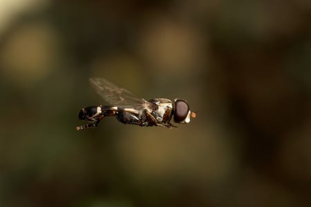 The Fly - nature, bug, insect, flight, fly