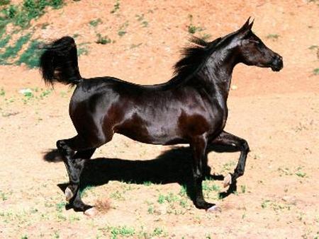 Black Stallion - roaming, black, open range, spirit, free, horse, wild, stallion, arabian, beauitful