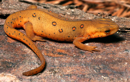 Notophthalmus Viridescens - orange, forest, newt