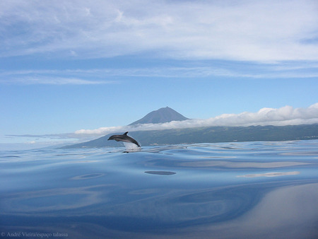 dream - water peace dolphin cloud