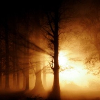 Orange Mist through the Forest (Dual)