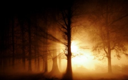 Orange Mist through the Forest (Dual) - photography, forest, light, orange, dual screen, tree, dark, forests, dual monitor