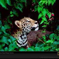 Jaguar Looking