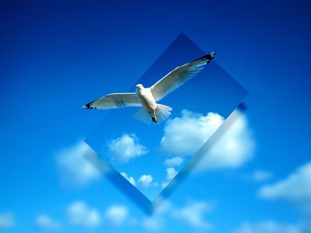 Bird - blue sky, glass, bird