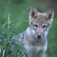 Gray Iberian cub