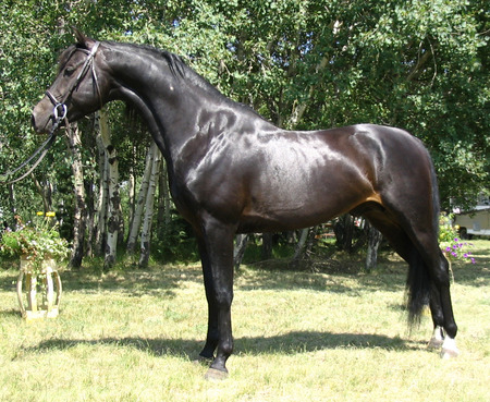 Morgan Stallion