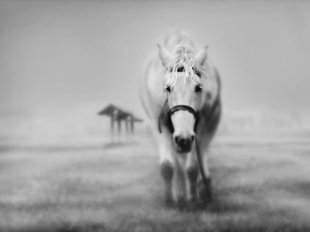 Alone - horses, art, horse, animals