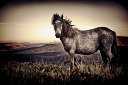 Autumn Falls - horses, art, horse, animals