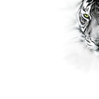 White Tiger Wall