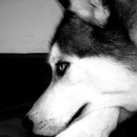 Husky B&W