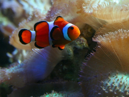 Clown Fish - tropical, animals, fish, clown fish, colorful