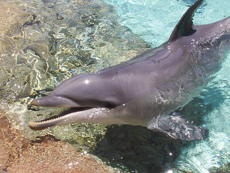 Dolphin - dolphins, ocean, animals, dolphin