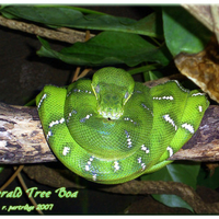 Emerald Tree Boa