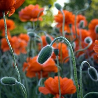 Red Flowerfield of Papaver