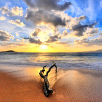 Driftwood at the Beach