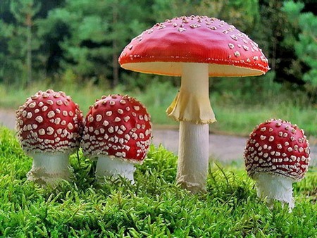 mushrooms - mushrooms, nature, red, mushroom