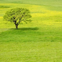 Tree In A Spring Meadow !!!